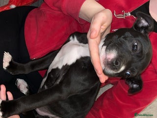 Mixed Breed dogs Male puppy - Advert 1