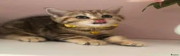 British Shorthair cats for sale: British shorthair kittens  - Advert 8