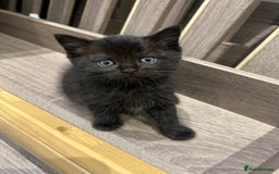 British Shorthair cats for sale: British short hair - Image 9