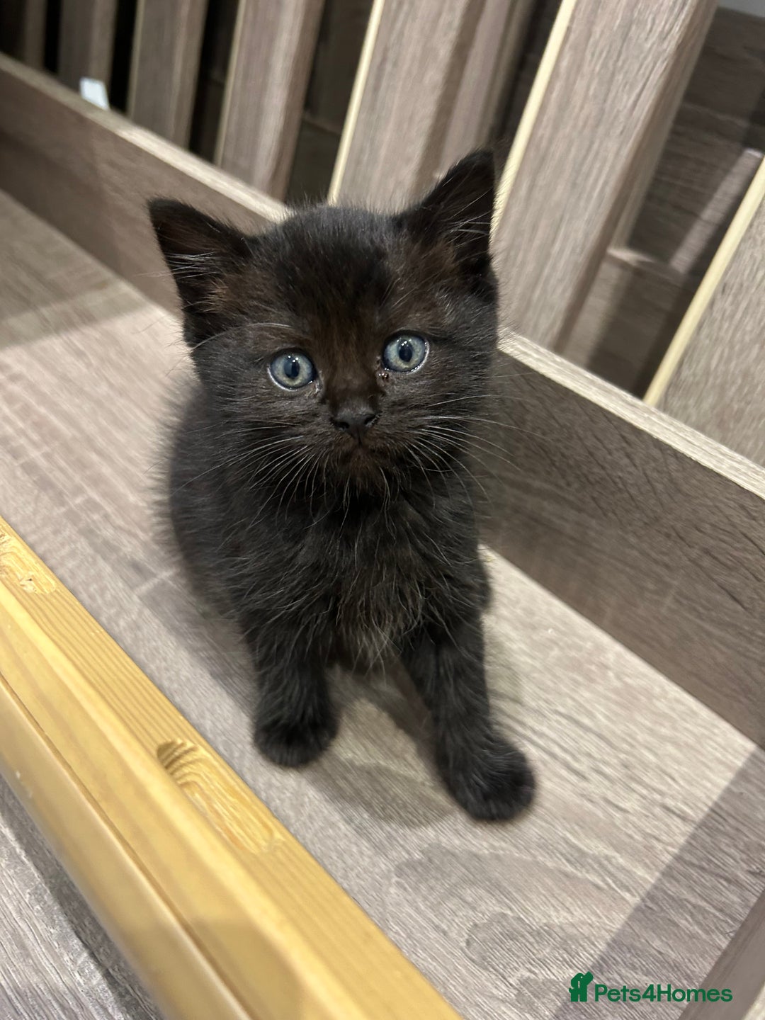 British Shorthair cats for sale: British short hair - Image 9