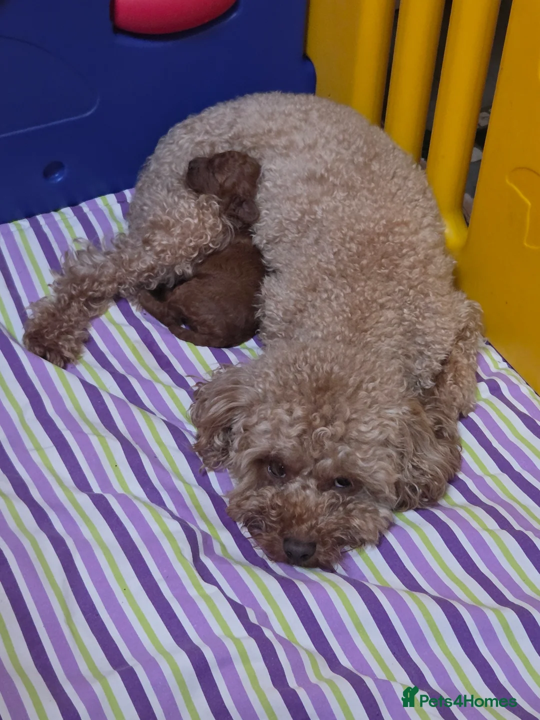 Cavapoo dogs for sale: Adorable toy cavapoo puppy for sale - Advert 1