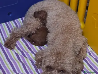 Cavapoo dogs Adorable toy cavapoo puppy for sale - Advert 2