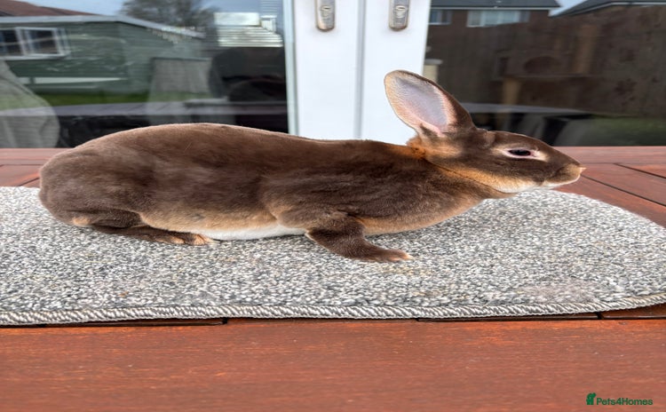 Rex rabbits - Advert 1