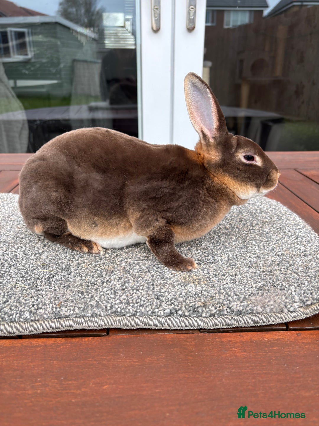 Rex rabbits for sale: Stunning purebred chocolate otter mini rex buck - Advert 1