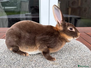 Rex rabbits - Advert 20