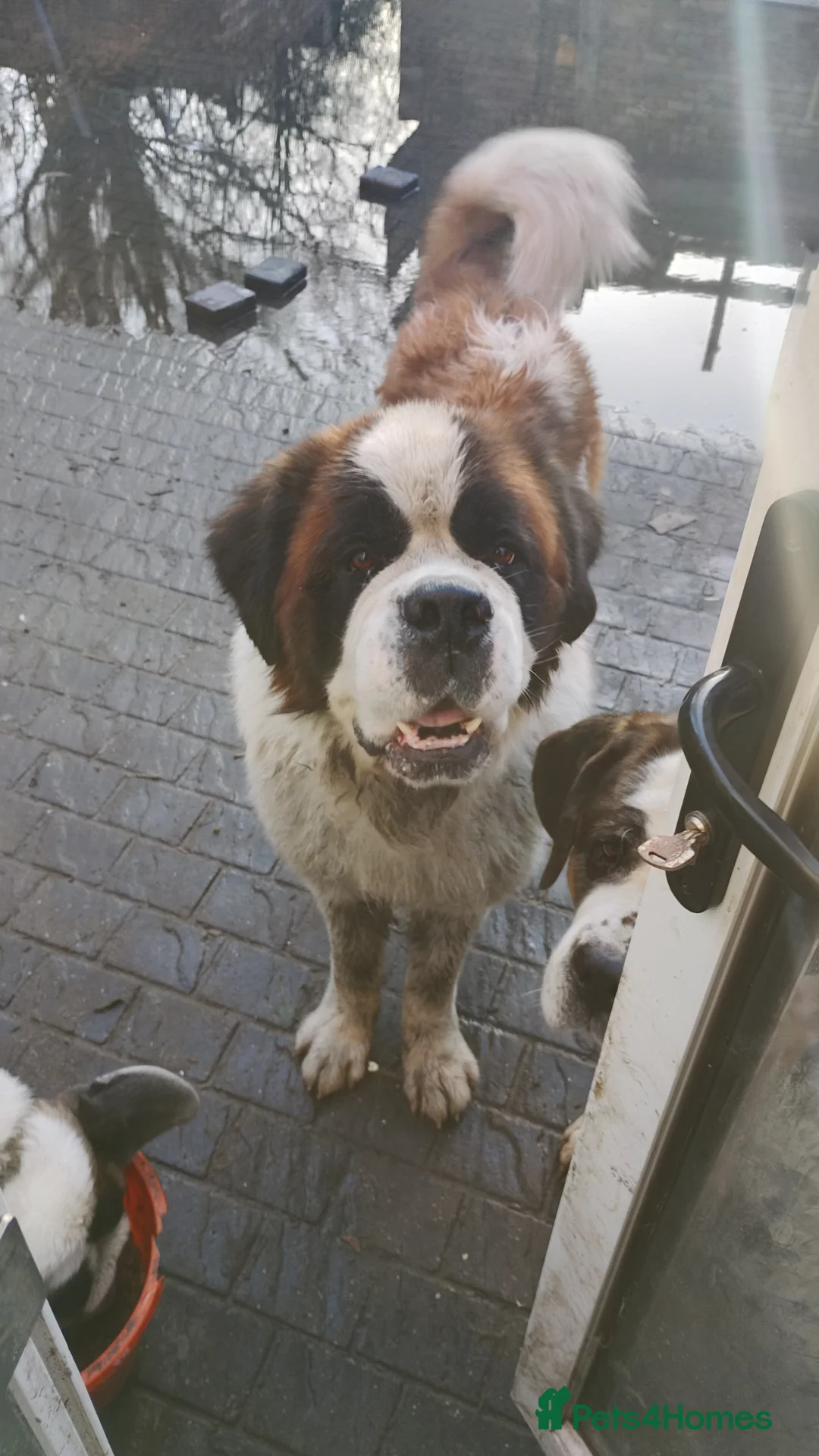 Saint Bernard dogs for sale: Beautiful saint Bernard puppies - Advert 4