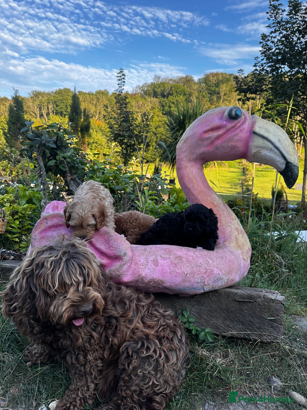 Cockapoo dogs for sale: Lovely litter cockapoo  - Image 4
