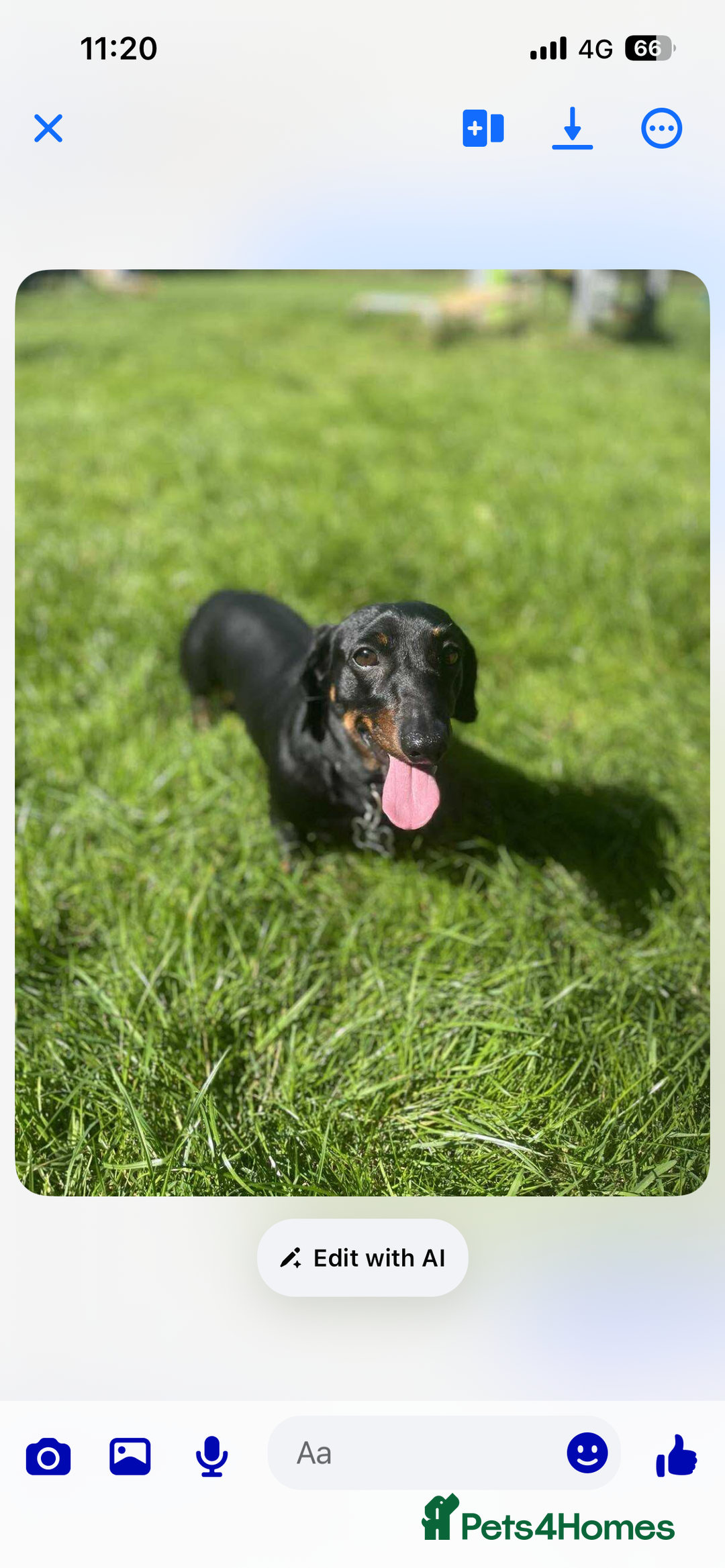 Miniature Dachshund dogs for sale: Miniature dachshund puppies - Advert 2