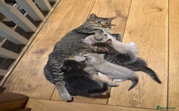 Mixed Breed cats for sale: Beautiful kittens - Image 15