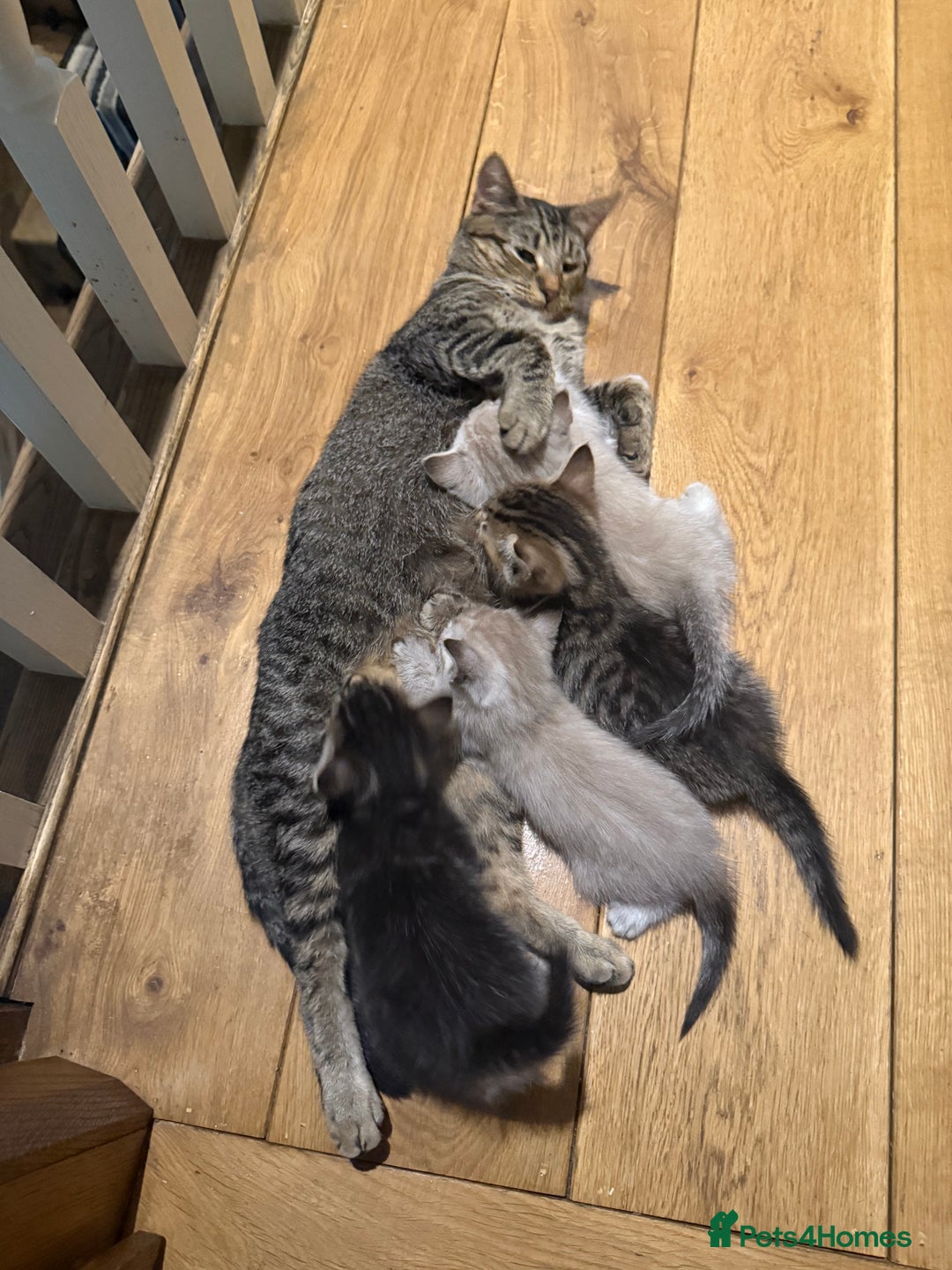 Mixed Breed cats for sale: Beautiful kittens - Image 15