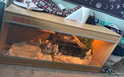 Bearded Dragon reptiles for sale: Bearded dragon + full set up  - Image 4