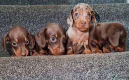 Miniature Dachshund dogs for sale: 💜Extra miniature chocholate dapple daschunds💜  - Image 6