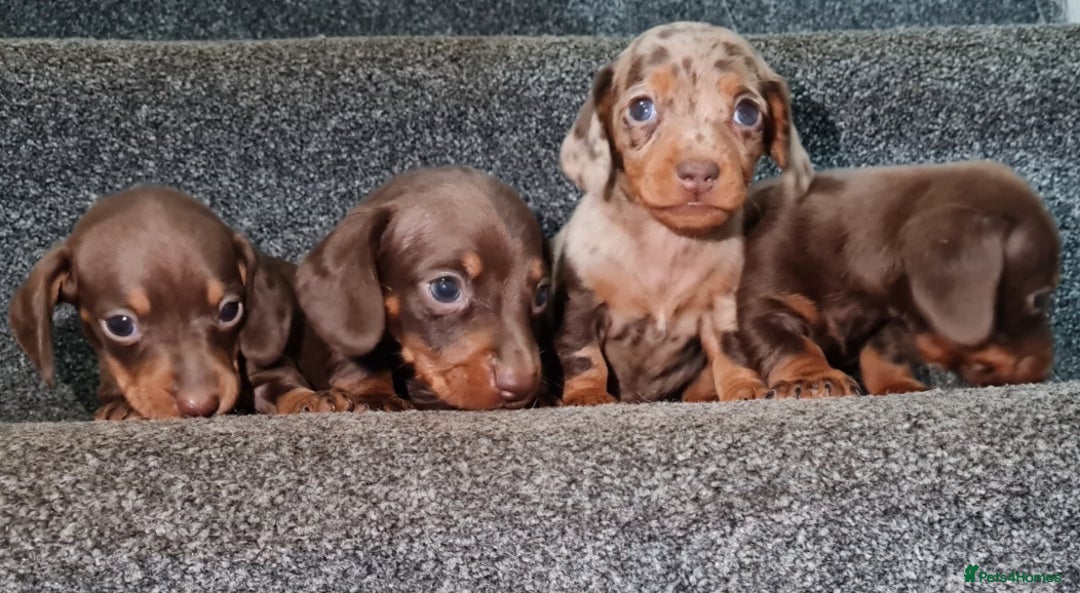 Miniature Dachshund dogs for sale: 💜Extra miniature chocholate dapple daschunds💜  - Image 6