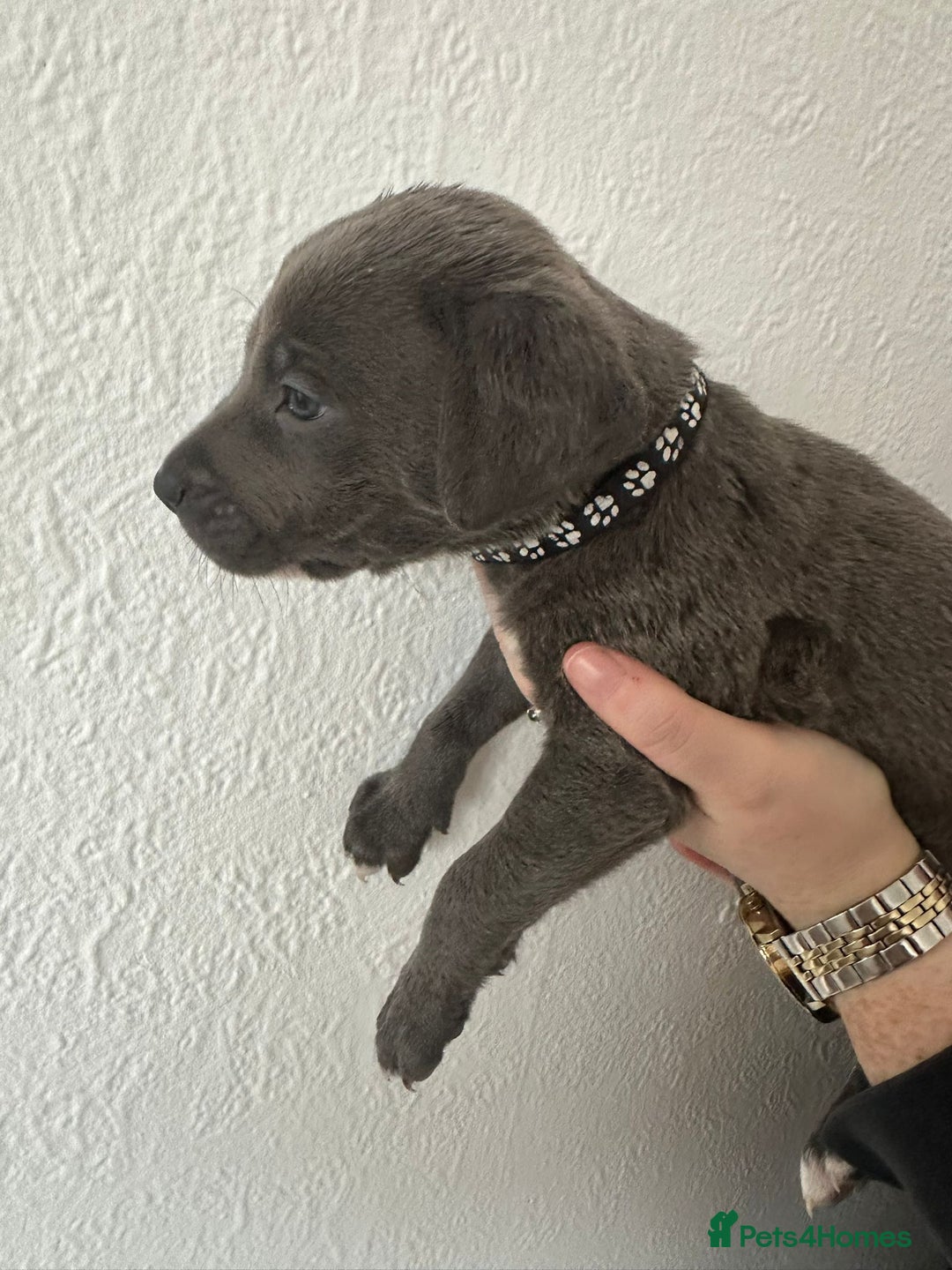 Mixed Breed dogs for sale: Cane corso x alpha blue bulldog puppies  - Advert 7