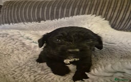 Cockapoo dogs for sale: cockapoo - Image 17