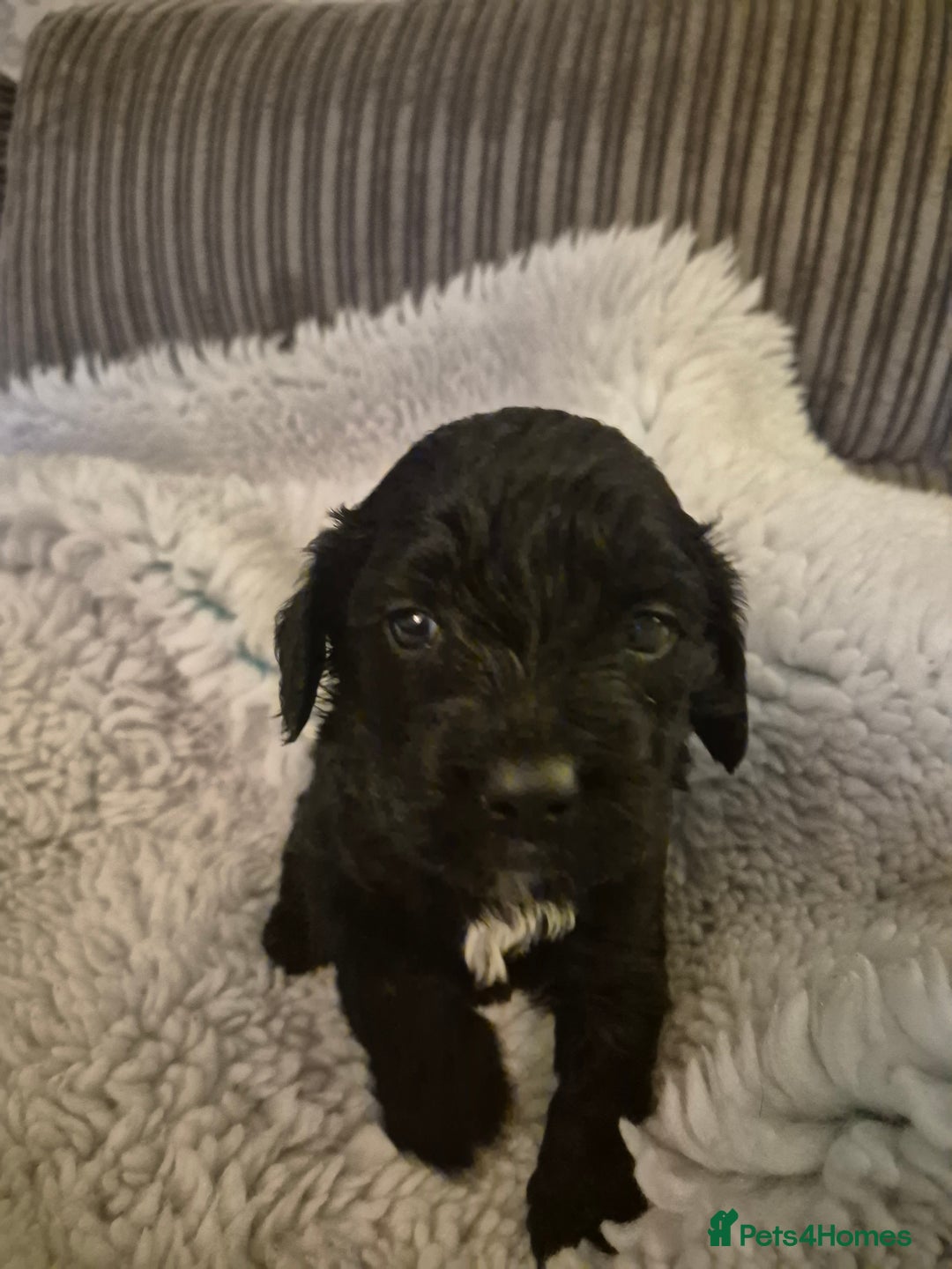 Cockapoo dogs for sale: cockapoo - Image 17