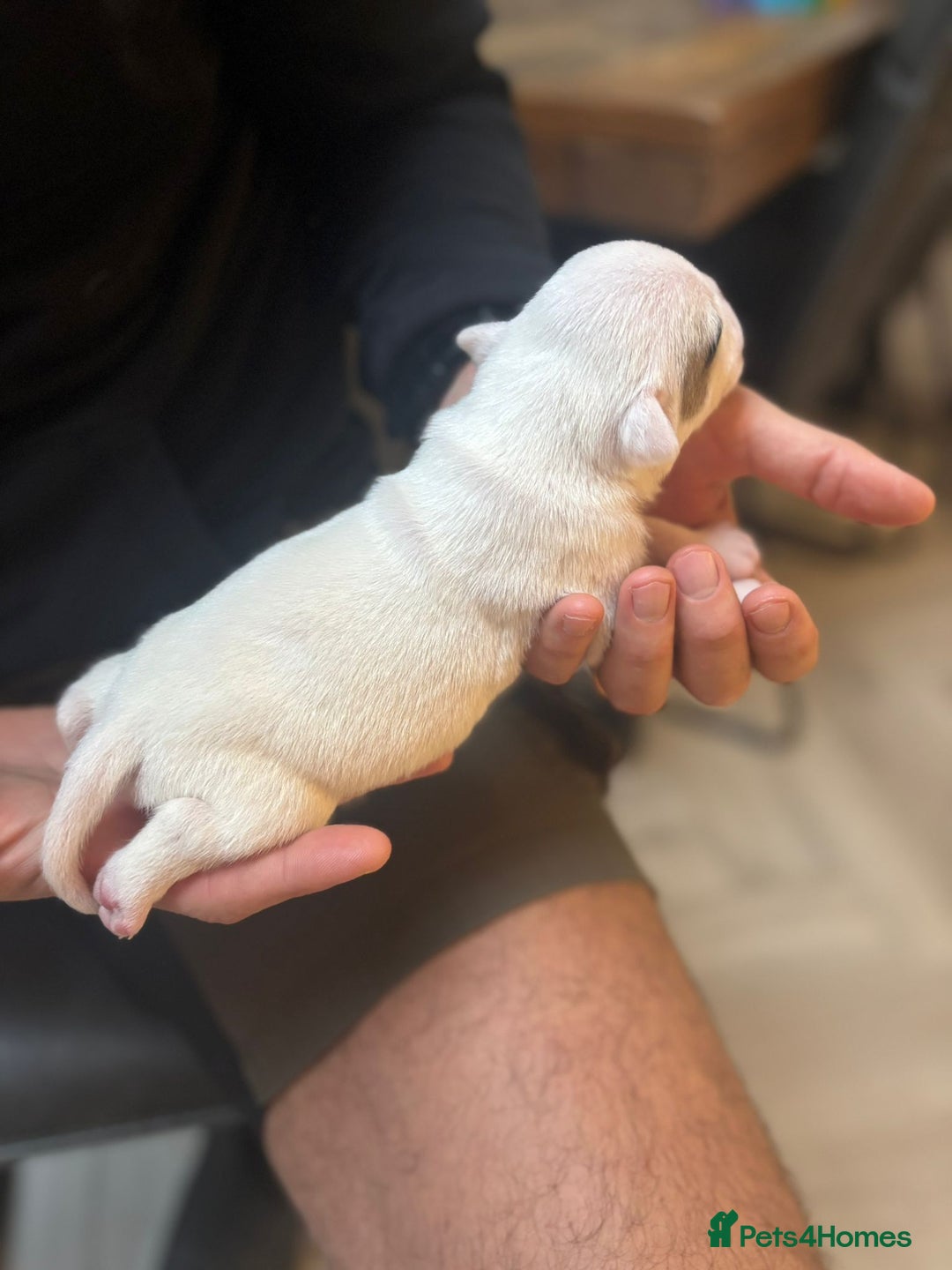 Mixed Breed dogs for sale: English Bulldog Staff Mix (Old Tyme Bulldog) - Image 6