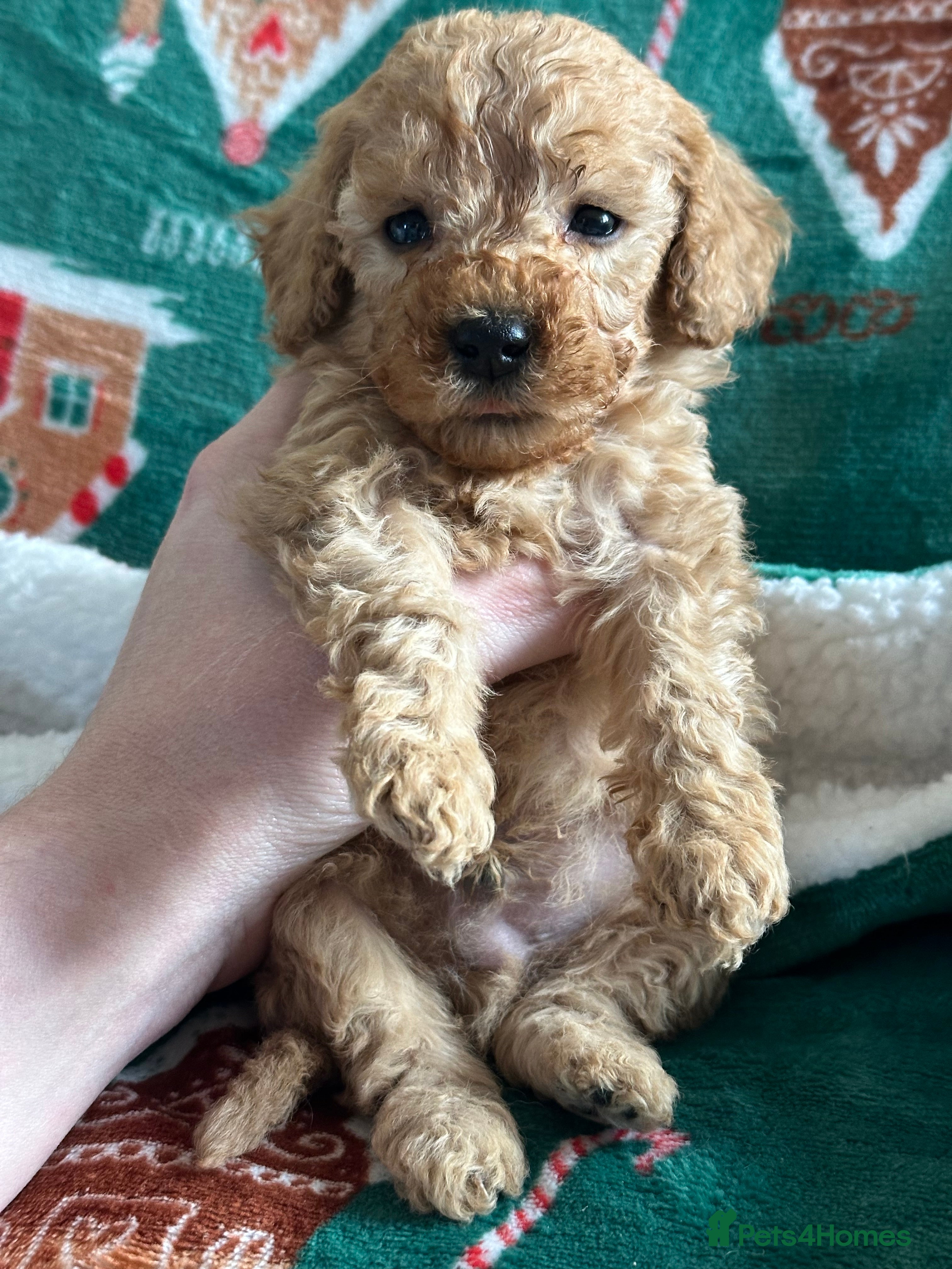 Goldendoodle dogs Miniature Goldendoodles - Ready Mid December  - Advert 6