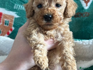 Goldendoodle dogs Miniature Goldendoodles - Ready Mid December - Advert 4