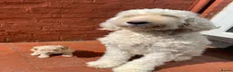 Labradoodle dogs for sale: Stunning Apricot & Cream Labradoodle Puppies  - Advert 11