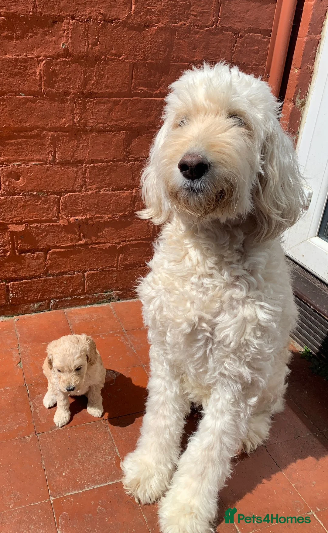 Labradoodle dogs for sale: Stunning Apricot & Cream Labradoodle Puppies  - Advert 11
