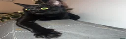 Mixed Breed cats for sale: Loving black cat called midnight ❤️ in London - Advert 10