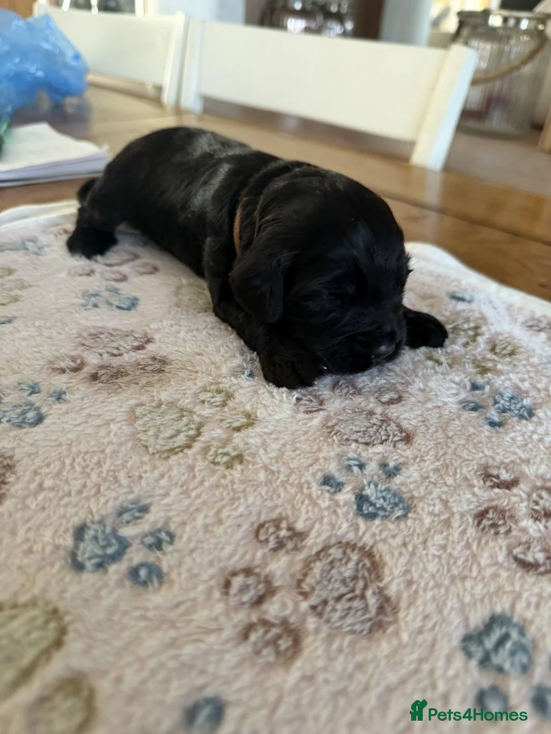 Cockapoo dogs for sale: Beautiful Black Cockapoo Puppies – 1 Boy, 2 Girls in Wallsend - Advert 4