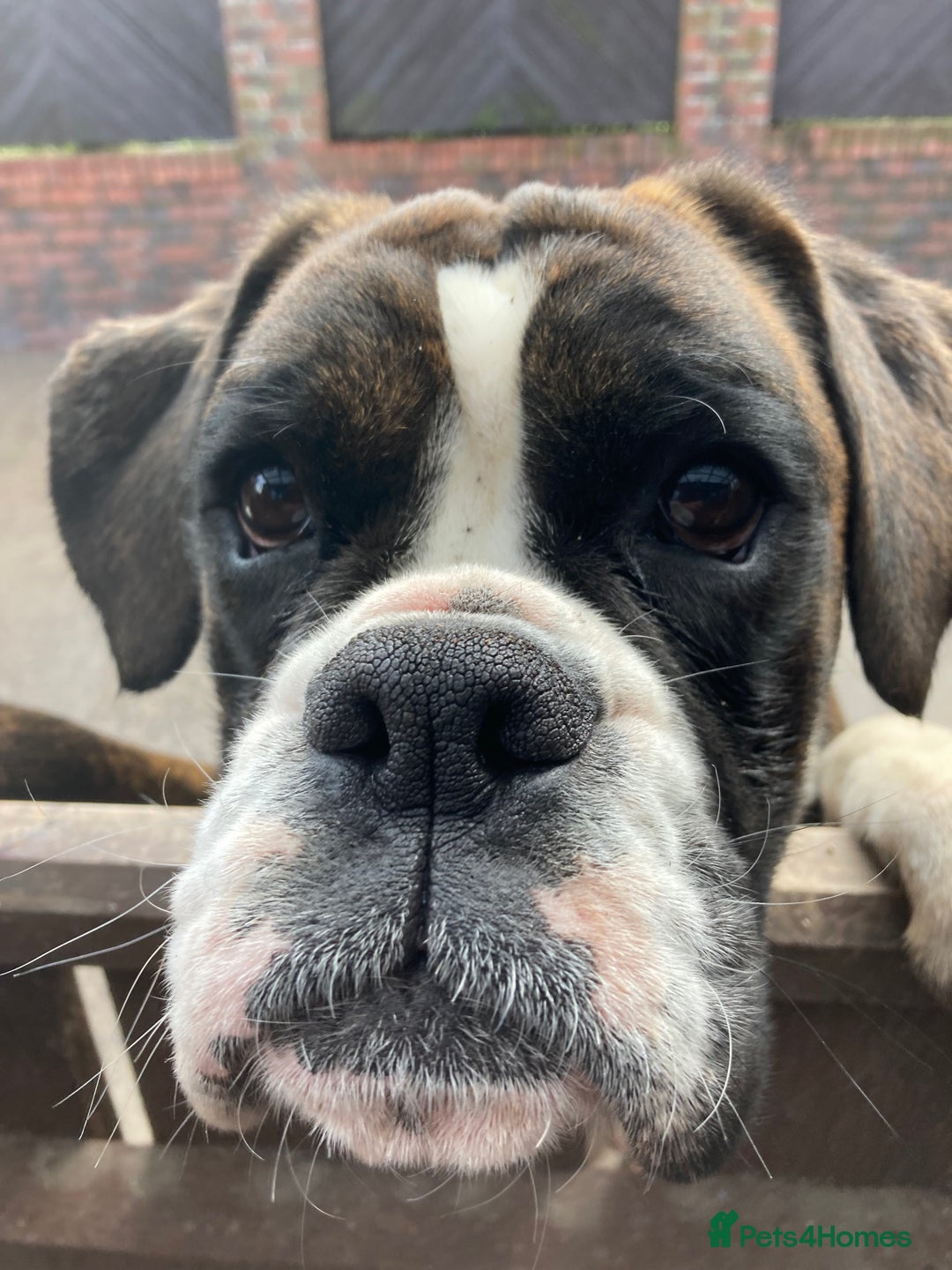 Boxer dogs for sale: Beautiful white Boxer puppies - Advert 1