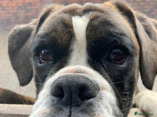 Boxer dogs Beautiful white Boxer puppies - Advert 2