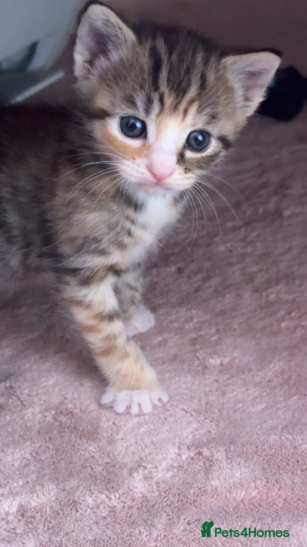 Mixed Breed cats for sale: Beautiful tabico girl  - Advert 2