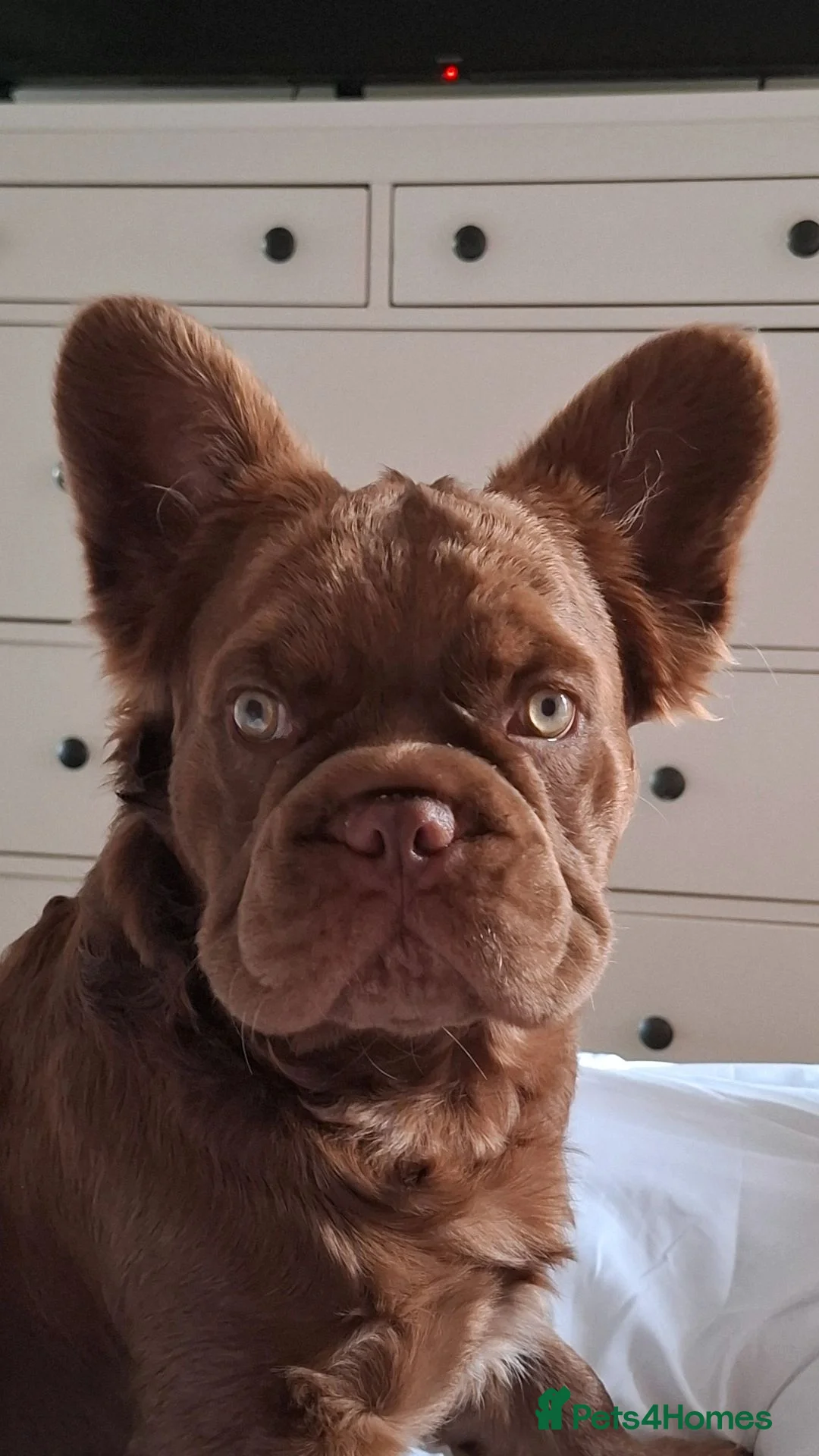 French Bulldog dogs for sale: Chewbacca - Advert 6