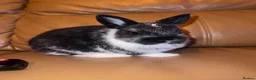 Netherland Dwarf rabbits for sale: Grey and white and black and white  in London - Advert 1