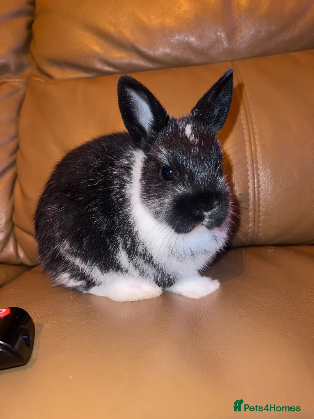 Netherland Dwarf rabbits for sale: Grey and white and black and white  in London - Advert 1