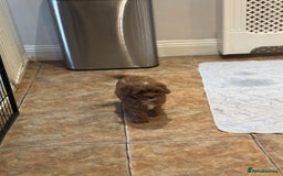 Cavapoo dogs for sale: Cavapoo Pups  - Image 13