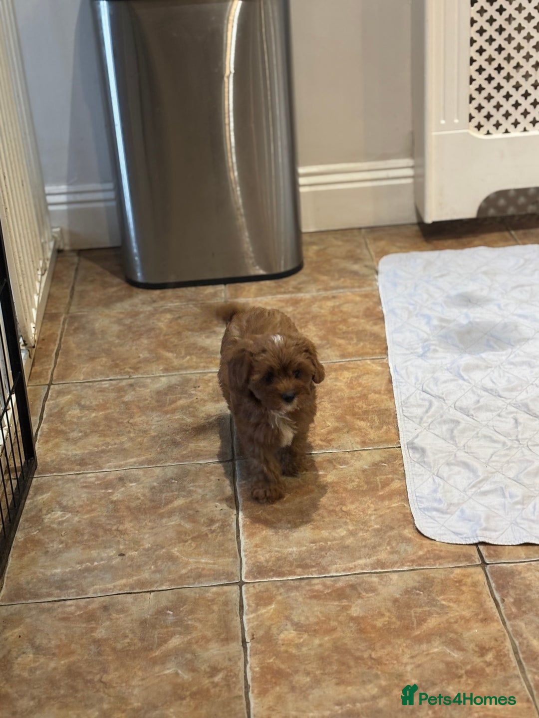 Cavapoo dogs for sale: Cavapoo Pups  - Image 13