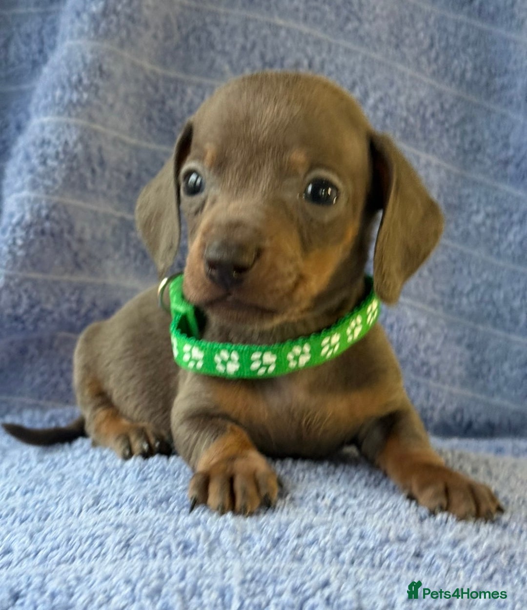 Miniature Dachshund dogs for sale: KC Reg Miniature Dachshund Puppies  - Advert 4