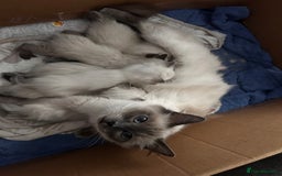 Ragdoll cats for sale: Pedigree Ragdoll Kittens HCM/PKD clear  - Image 3