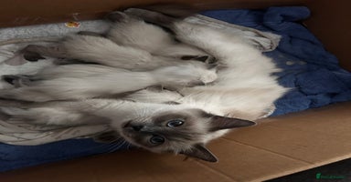 Ragdoll cats - Advert 6