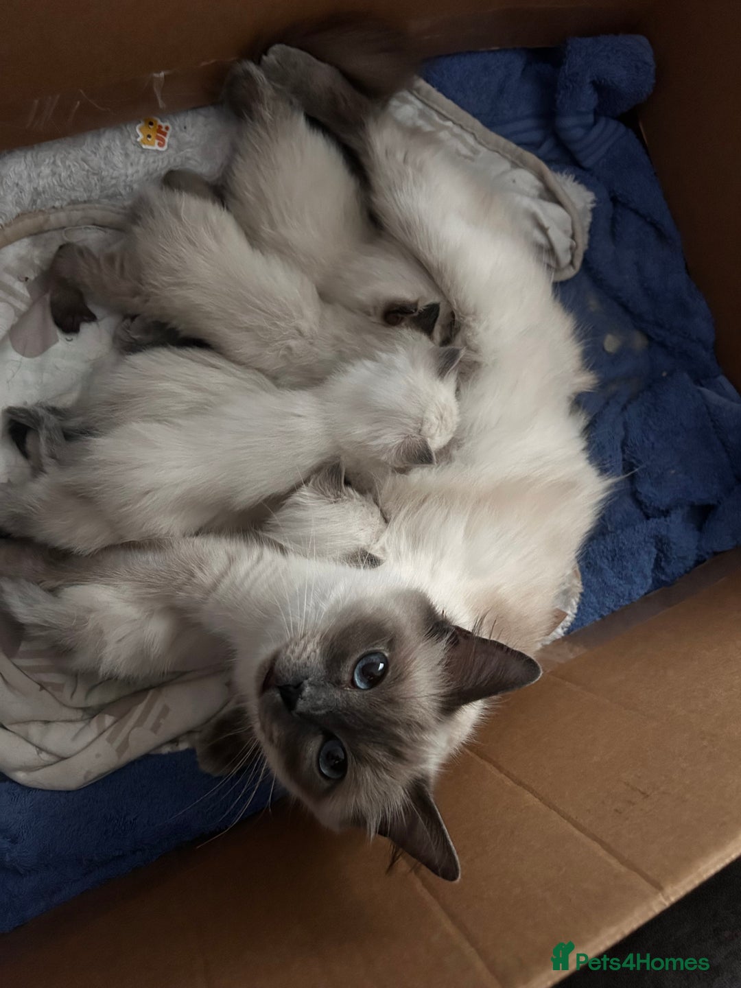 Ragdoll cats for sale: Pedigree Ragdoll Kittens HCM/PKD clear  - Image 3