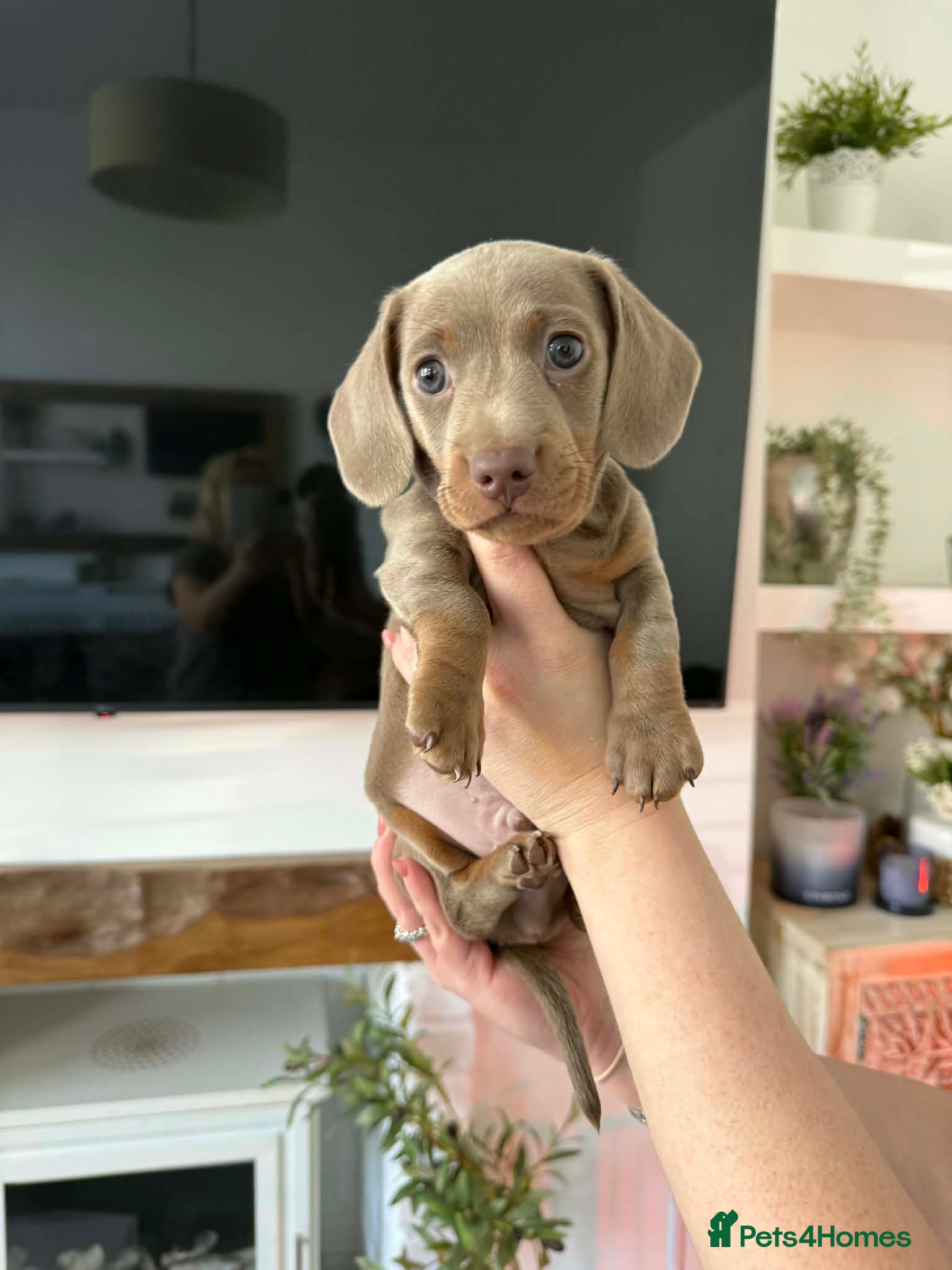 Miniature Dachshund dogs Two Beautiful miniature dachshunds - Advert 1