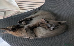 Ragdoll cats for sale: Cross breed ragdoll kittens  - Image 20