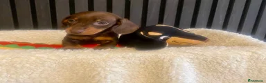 Miniature Dachshund Puppy 1