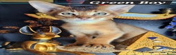 Abyssinian cats for sale: 4 Abyssinian kittens for sale - Advert 33