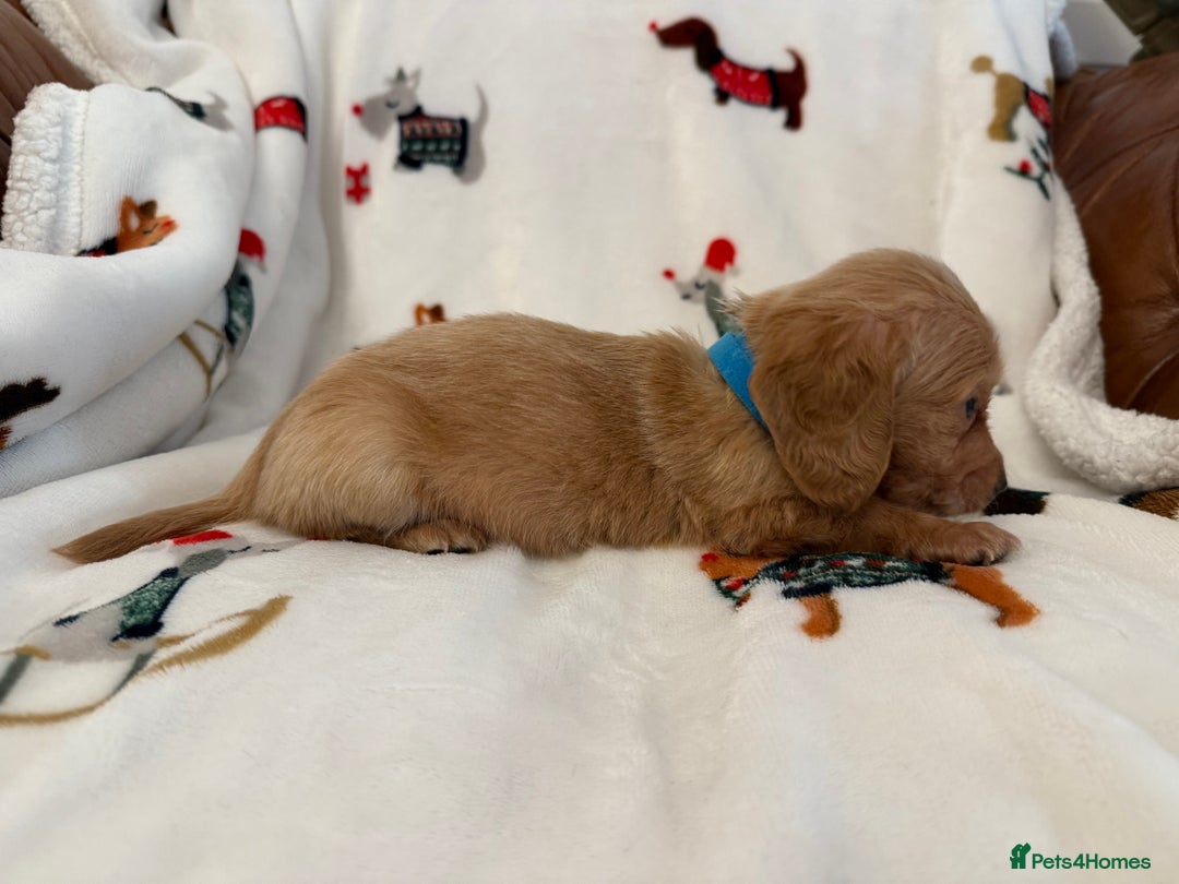 Miniature Dachshund dogs for sale: Beautiful Cream Longcoats Miniature Dachshund  - Advert 14