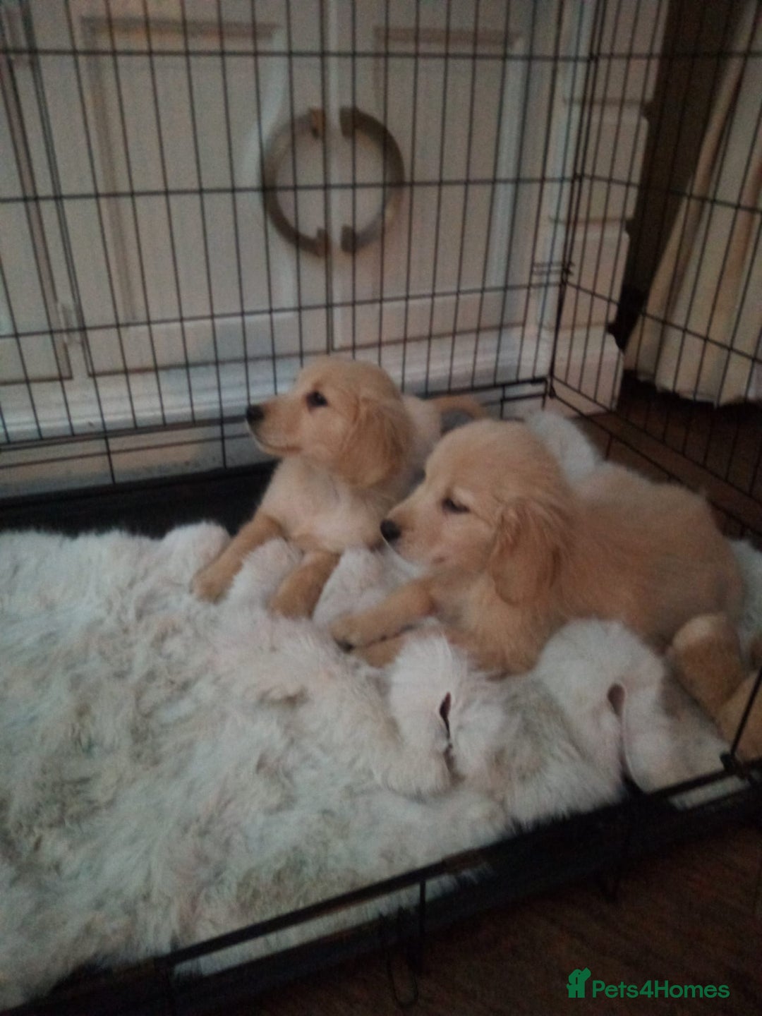 Golden Retriever dogs for sale: KC registered golden retrievers for sale  - Advert 4