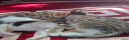 Mixed Breed cats for sale: 2 kittens, half ragdoll  - Advert 3