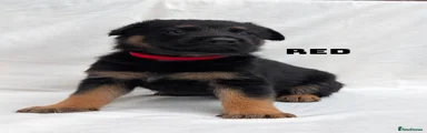 German Shepherd Puppy 1
