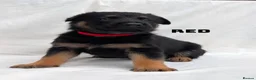 German Shepherd dogs for sale: Beautiful German Shepherd Pups in Warrington - Advert 10