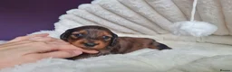 Miniature Dachshund dogs for sale: 4 dapple 2 shaded red Lh puppies,Pra clear - Advert 14