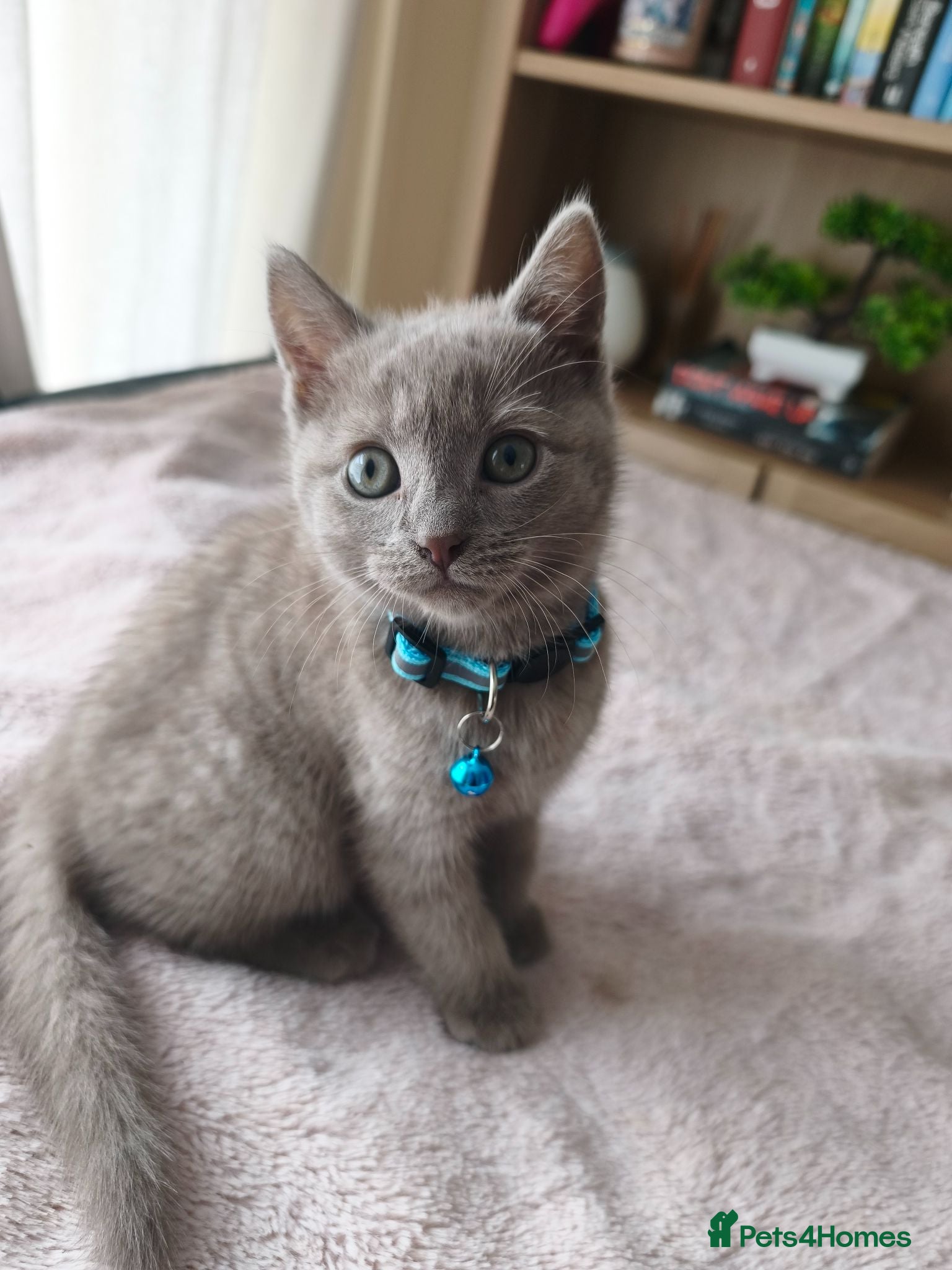 Mixed Breed cats Gorgeous British Shorthair Mix Kittens - Advert 6